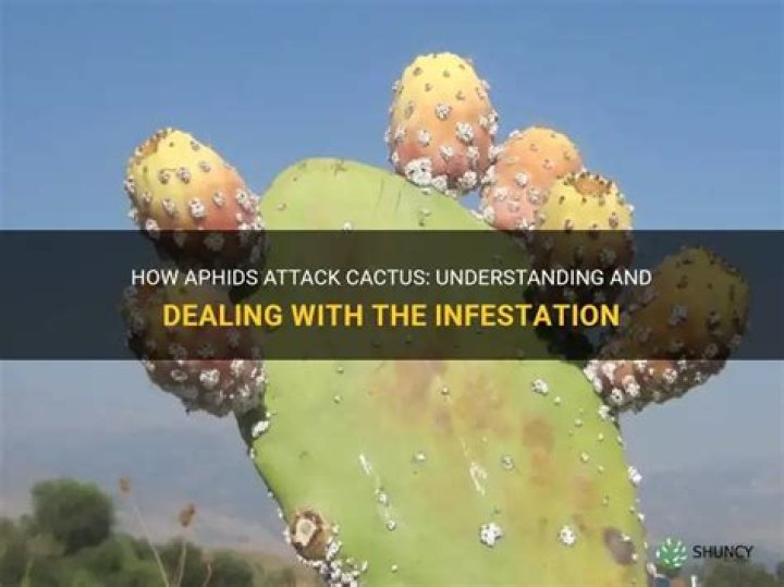 Do aphids attack succulents