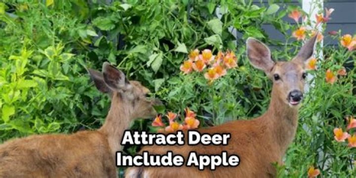 Do apple trees attract deer