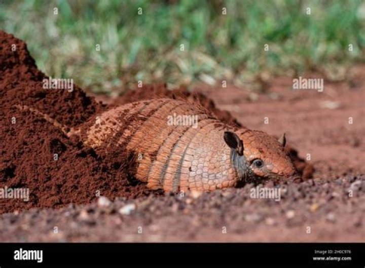 Do armadillos dig for grubs