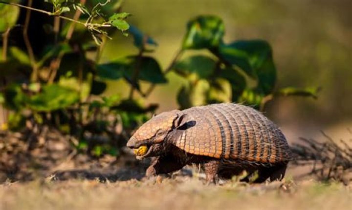 Do armadillos live together