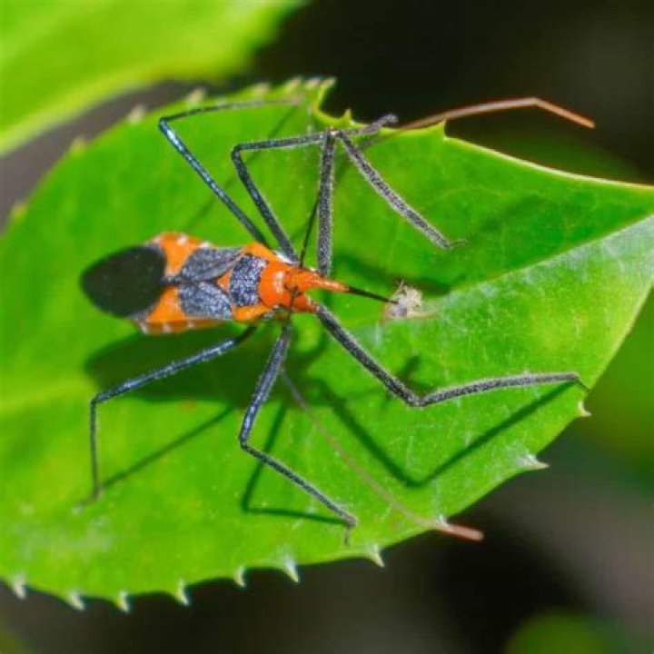 Do assassin bugs eat aphids