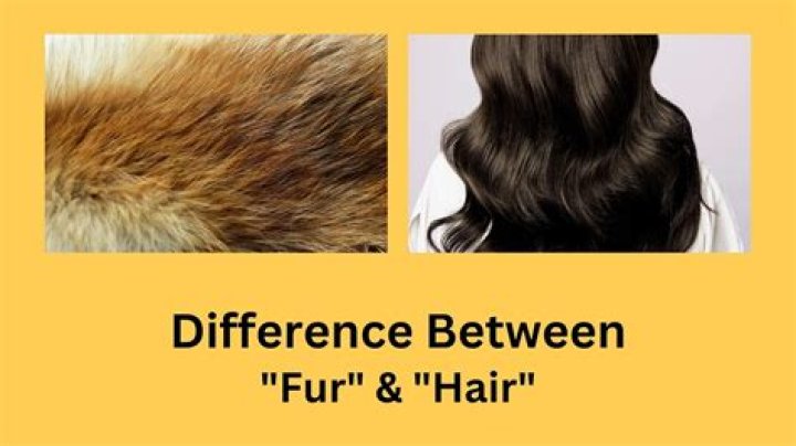 Do Aussies have fur or hair