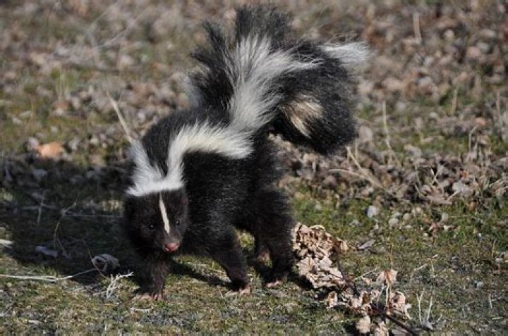 Do baby skunks make noises