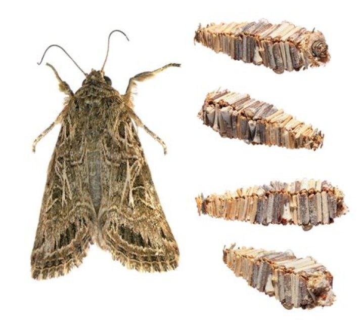 Do bagworms turn into moths