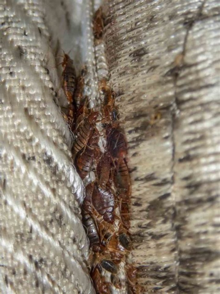Do Bed Bugs hide from light