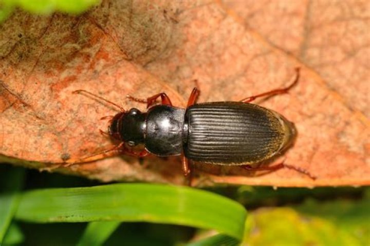 Do beetles eat strawberries