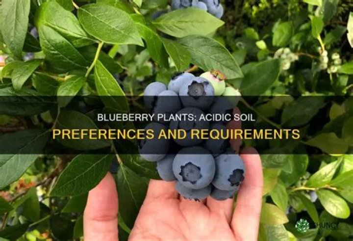 Do berries like acidic soil