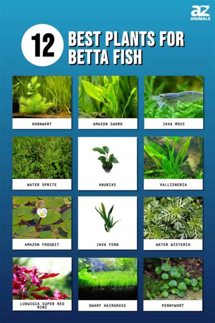 Do Bettas like lots of plants