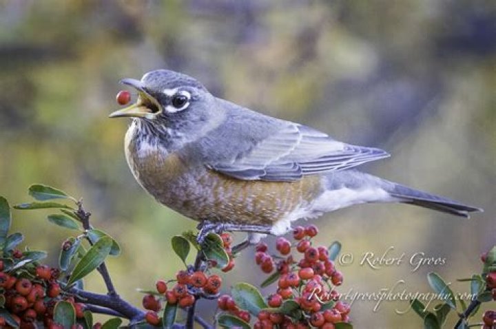 Do birds eat beauty berries