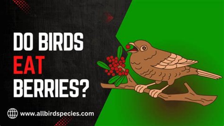Do birds eat Fatsia berries