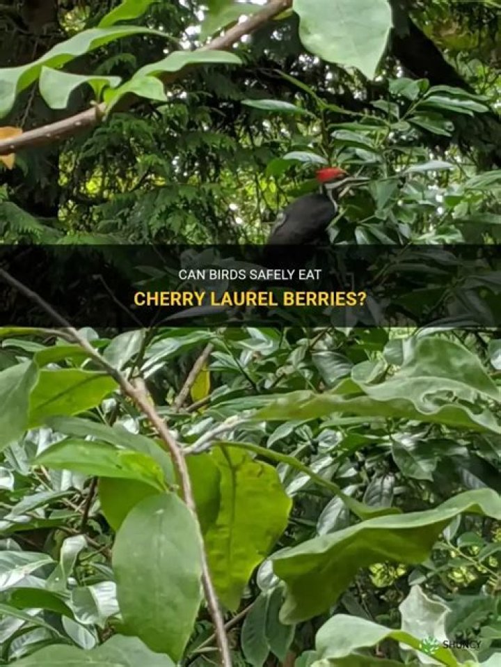 Do birds eat laurel berries