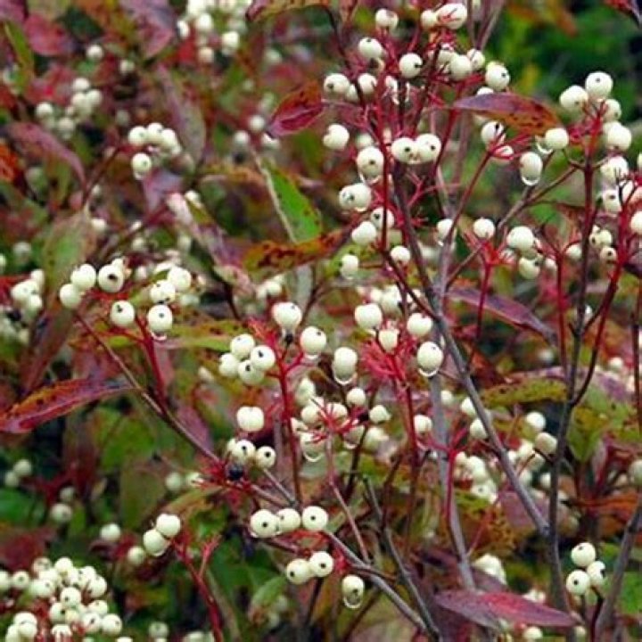 Do birds eat red twig dogwood berries