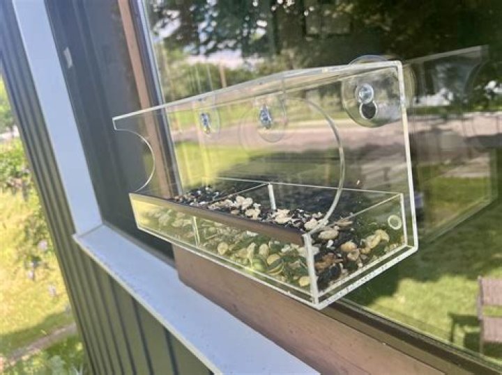 Do birds use window feeders