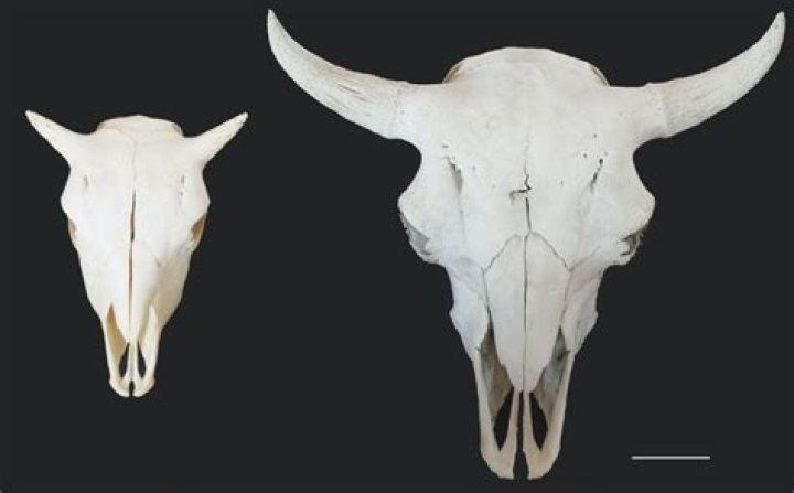 Do Bison have thick skulls