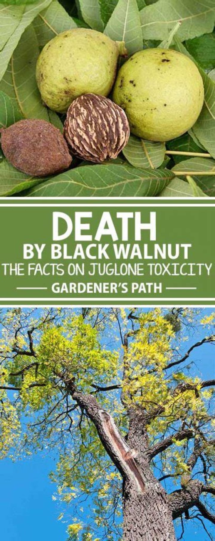 Do black walnuts kill other trees