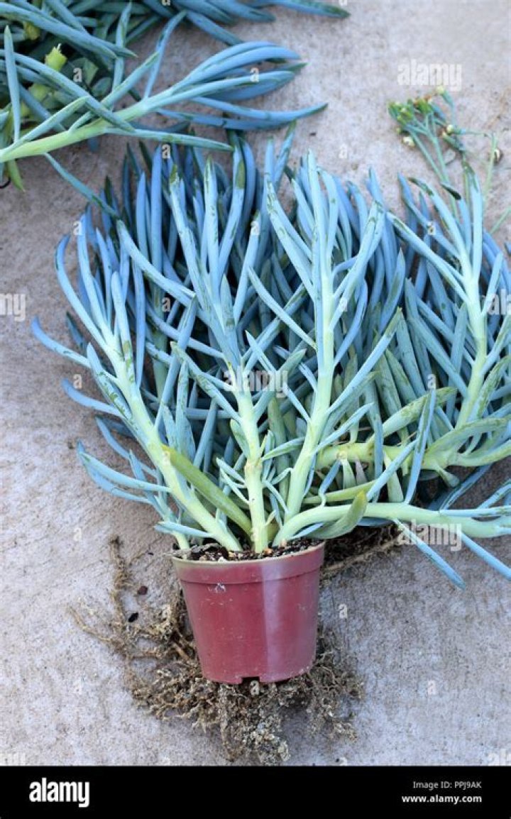 Do blue chalk sticks flower