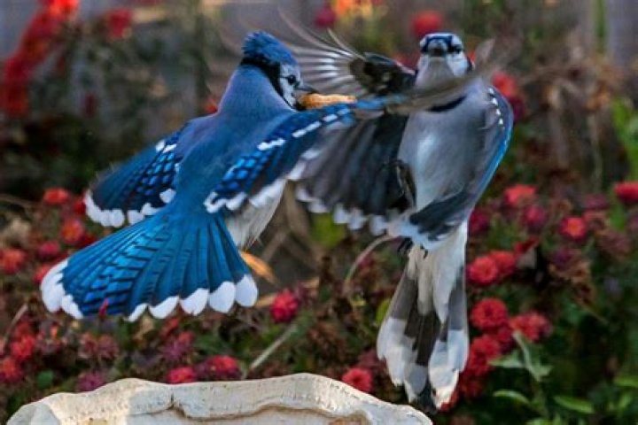 Do Blue Jays eat other birds babies