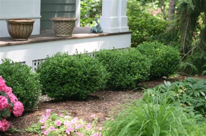 Do boxwoods grow in Florida