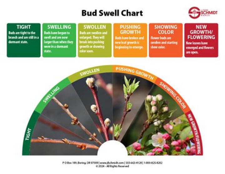 Do buds swell during flush