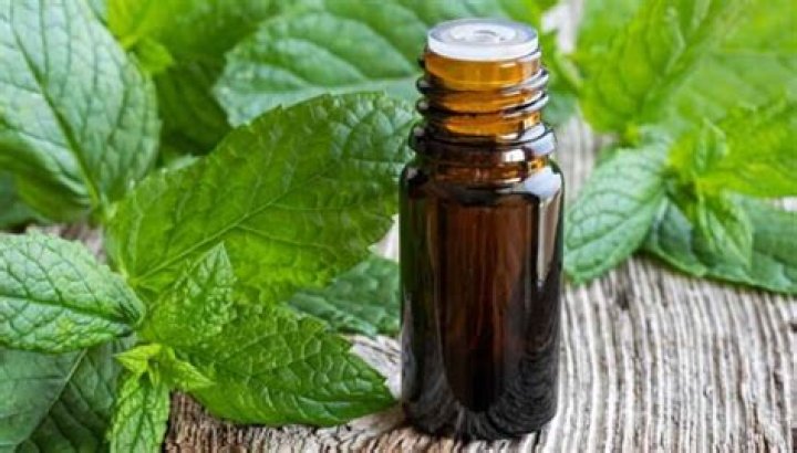 Do bugs hate peppermint oil