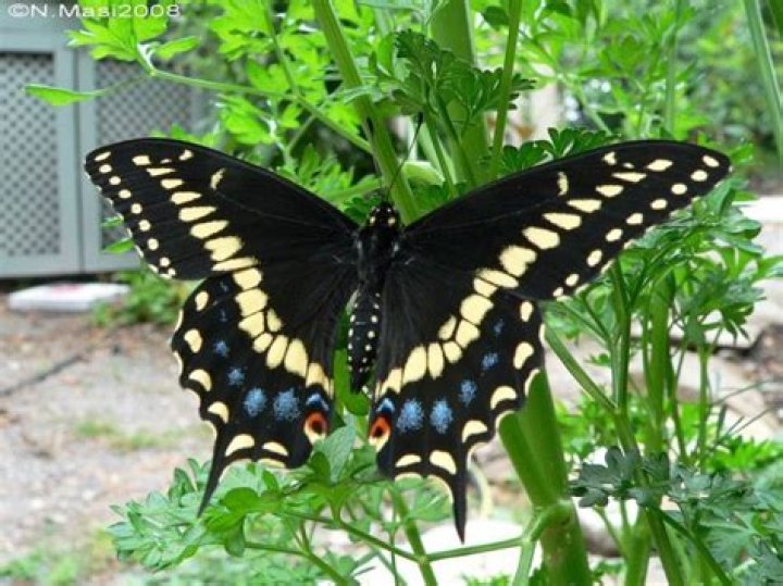 Do butterflies eat parsley