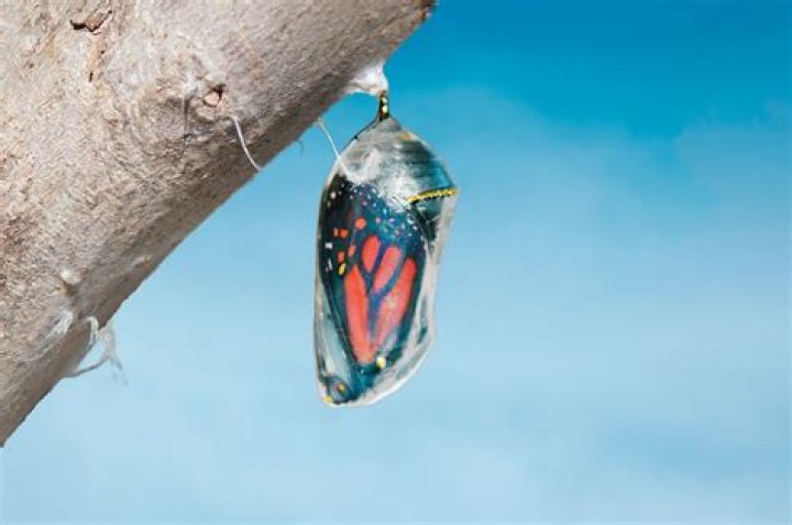 Do butterflies make cocoons