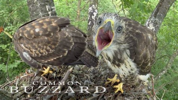 Do Buzzards hunt live prey
