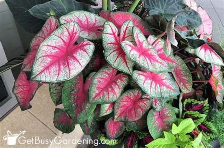Do Caladiums grow from seed