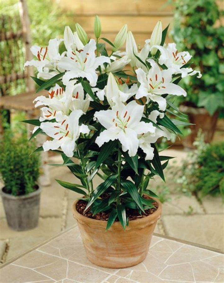 Do Casablanca lilies spread