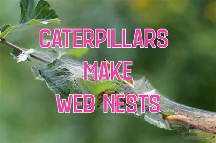 Do caterpillars create webs