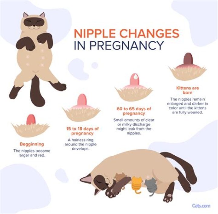 Do cats have mammary glands