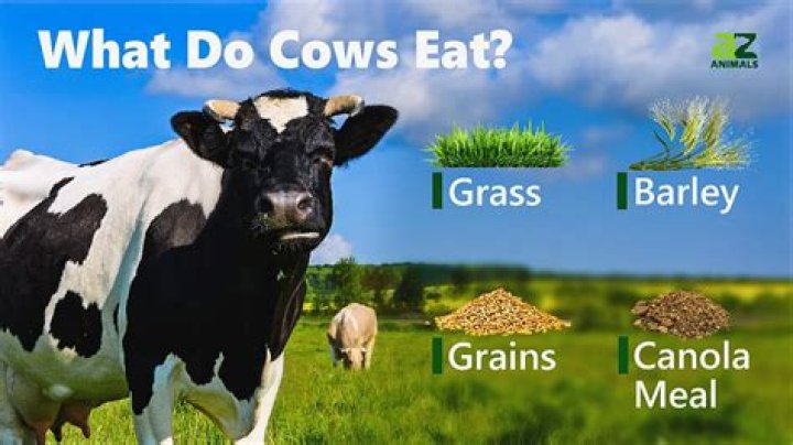 Do cattle eat signal grass