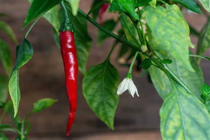 Do cayenne peppers turn red