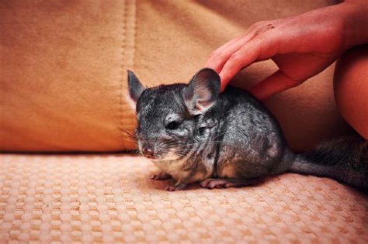 Do chinchillas need air conditioning