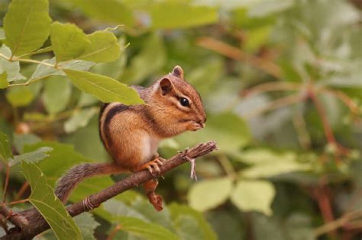 Do chipmunks eat tree roots