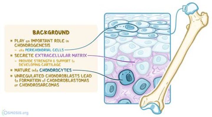 Do Chondroblasts produce collagen
