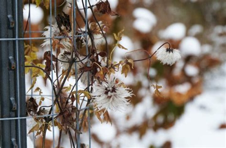 Do clematis lose leaves in winter