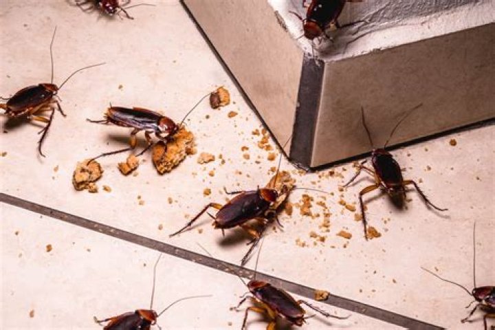 Do Cockroaches hide in beds