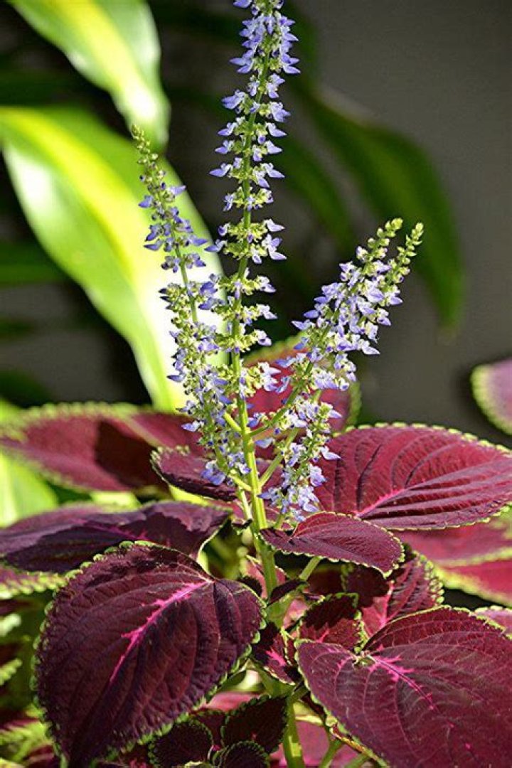 Do coleus flowers come back every year