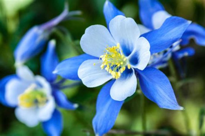 Do columbines need full sun