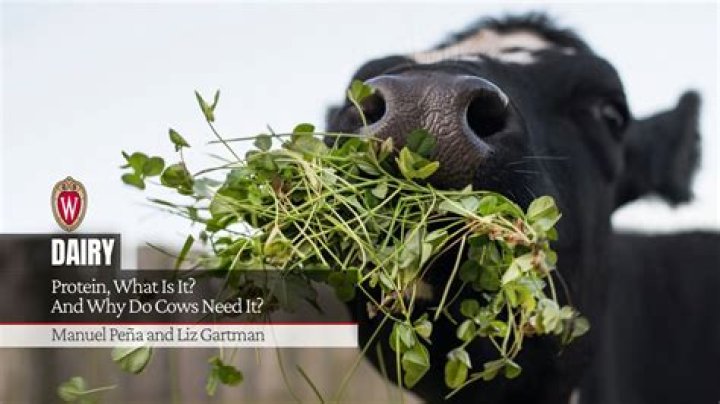 Do cows need to eat protein