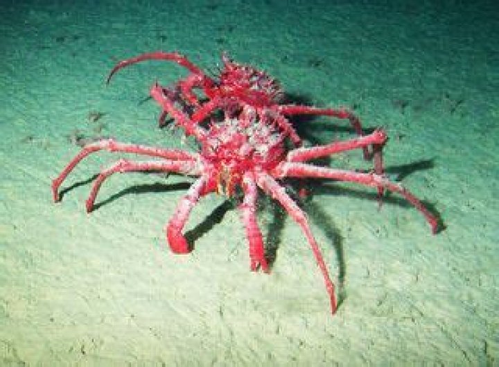 Do crabs live in Antarctica