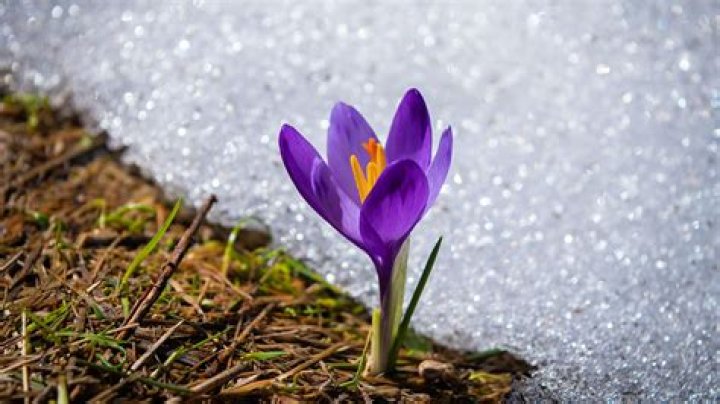 Do crocus come back yearly
