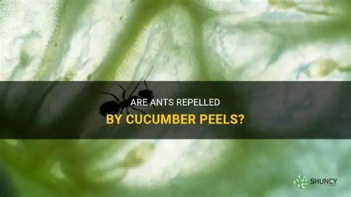Do cucumber peels kill ants