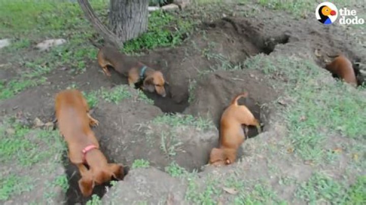Do Dachshunds like digging