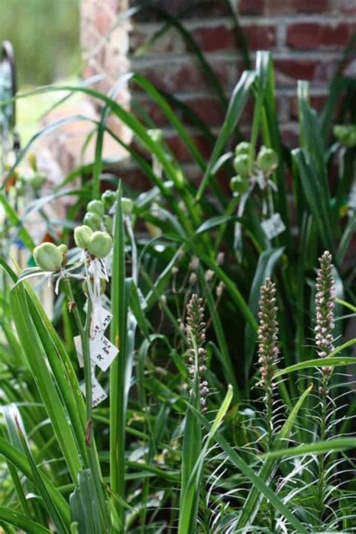 Do daylilies have seed pods