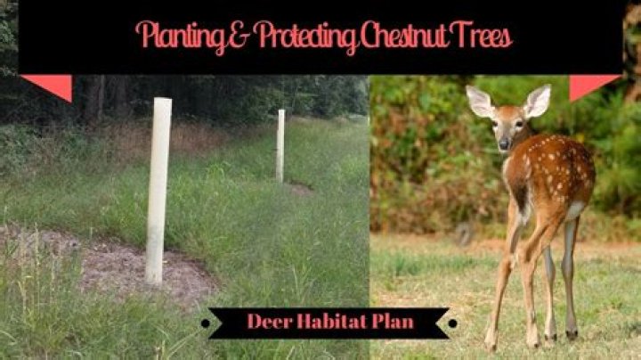 Do deer like chestnut trees
