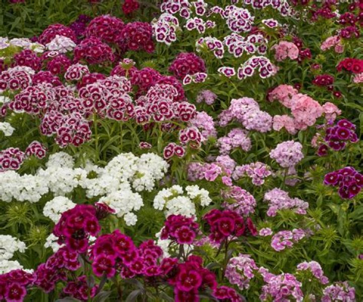 Do dianthus last all summer