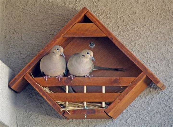 Do doves nest in birdhouses