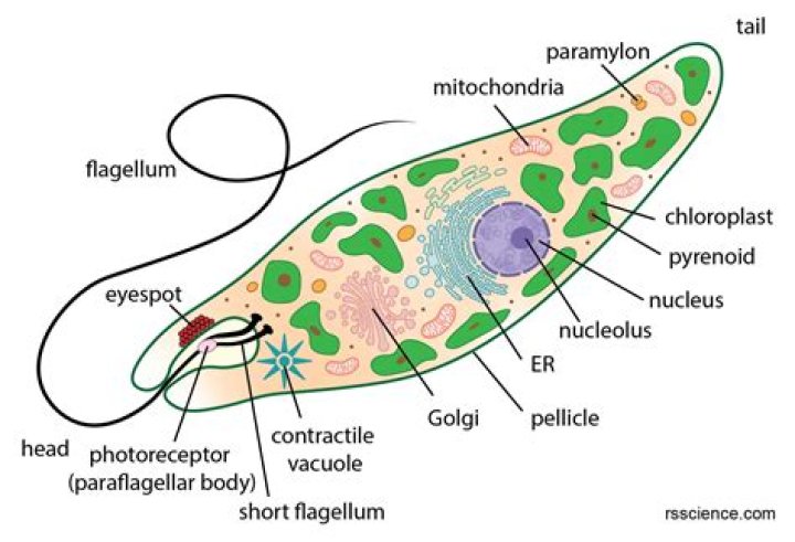 Do euglena have cilia or flagella